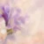 soft pastel texture detail of abstract butterfly oil painting